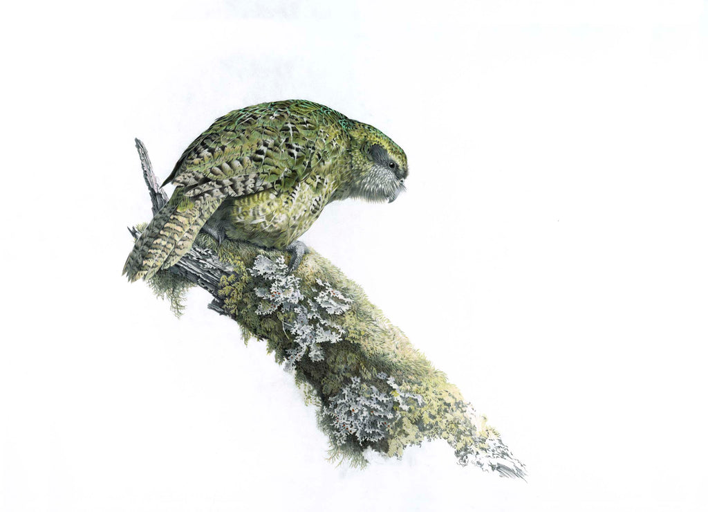 Kakapo (Sirocco)
